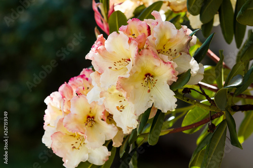 Photography Horizon Monarch Rhododendron blooms in the spring; flowers bloom with bright vib
