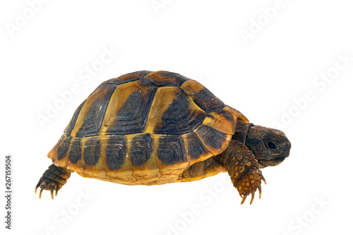 Hermann's tortoise (Testudo hermanni) isolated on white background