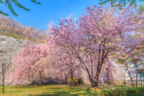 春の盛岡城の風景