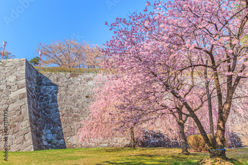春の盛岡城の風景