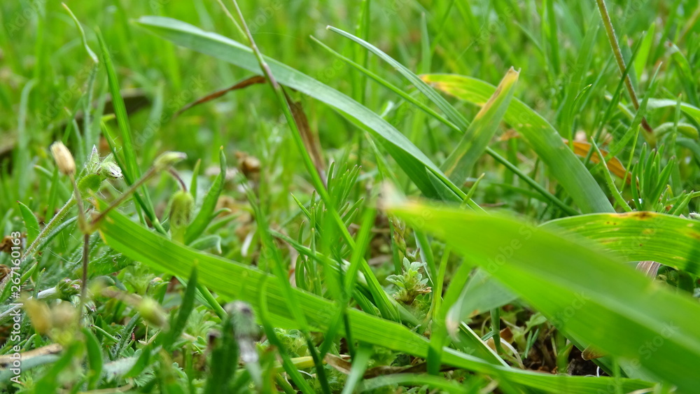 flora y fauna de galicia o corpiño flora y fauna de galicia o corpiño