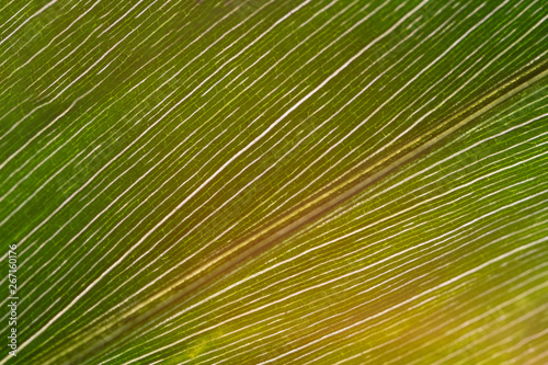 Green ginger leaf in a large close-up against the background of sunlight.