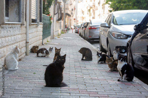 Strat cats in street. Outdoor pet animal. photo
