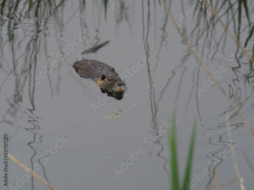 wild coypu swimming in dark tranquil water of marsh