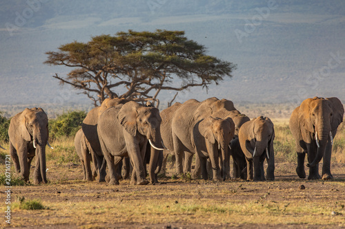 An Elephant Family in Early Morning, Amboseli National Park, Kenya