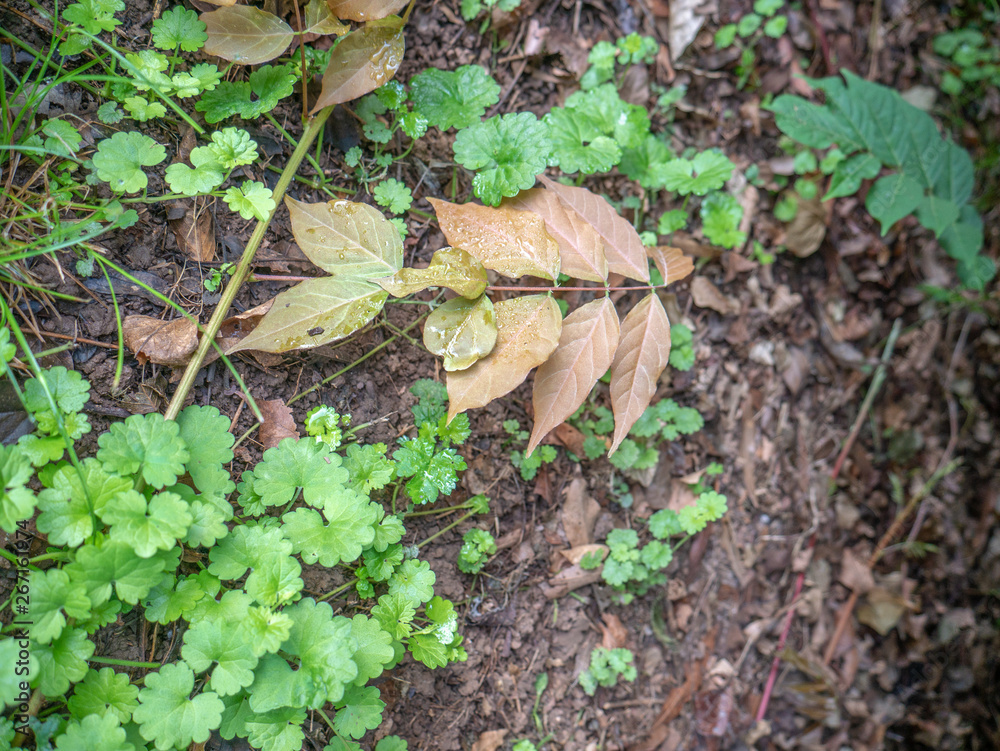 fallen yellow leaves among new green leaves on the ground fallen yellow leaves among new green leaves on the ground