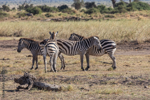 A Zeal of Zebras in Amboseli National Park