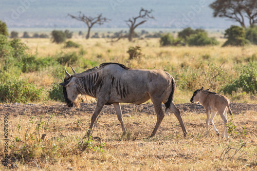 Mom and Baby Wildebeest in Amboseli National Park