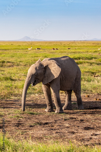 Baby Elephant Standing Alone on a Green Meadow in Amboseli National Park  Kenya  Africa
