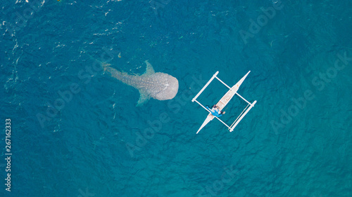 Top view whale shark swimming near fishing boat in open blue sea. Aerial photography from drone above wild whale shark while feeding in from fishing boat in blue sea.