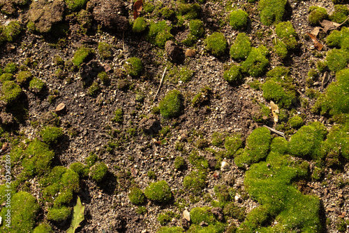 round clusters of green moss on dirt © Kelsey