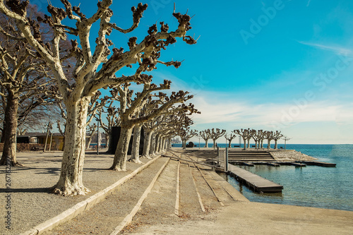 original trimmed trees on the banks of the lake © Elena