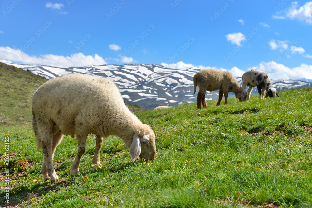 Fototapeta premium sheep on pasture