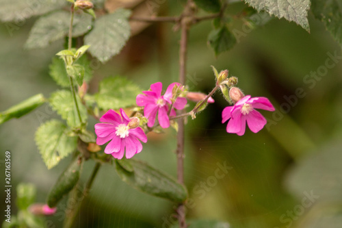Wallpaper Mural pink flowers in garden Torontodigital.ca