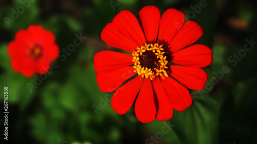 maroon red flower composition