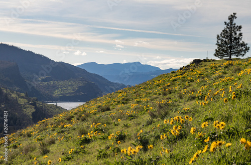 Wildflowers on the Mosier Plateau, Columbia River Gorge, Oregon photo