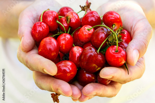 Young Caucasian woman girl holds in hands handful of juicy organic fresh sweet cherries in garden. Summer harvest healthy plant based diet vegan concept. Lifestyle image warm toned