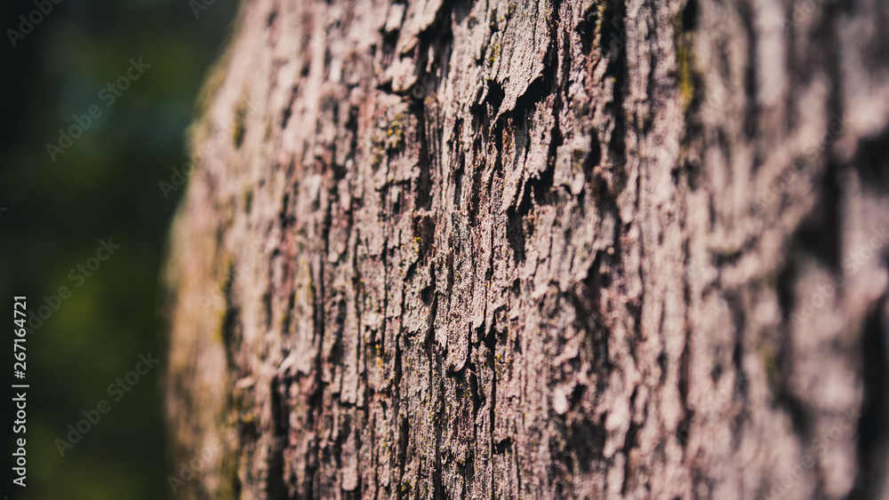 bark of a tree bark of a tree