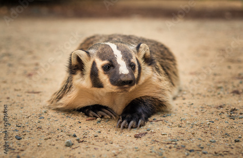 Photography American Badger laying in the dirt