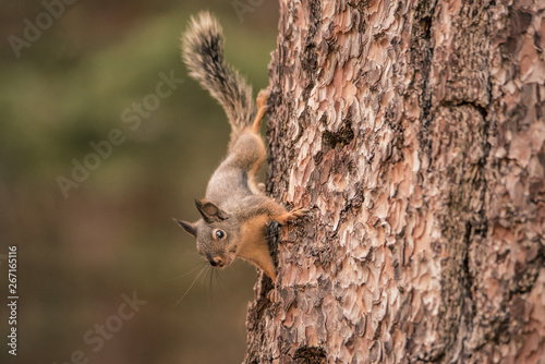 фотографія Douglas Squirrel on a pine tree