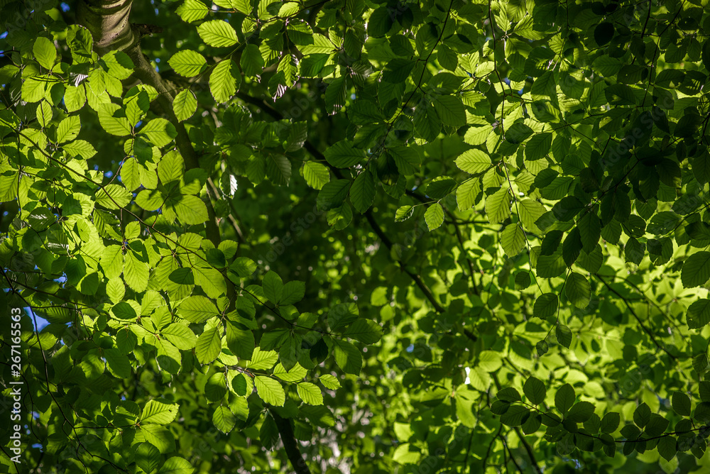 Backlit and silhouetted tree leaves and branches in a forest Backlit and silhouetted tree leaves and branches in a forest
