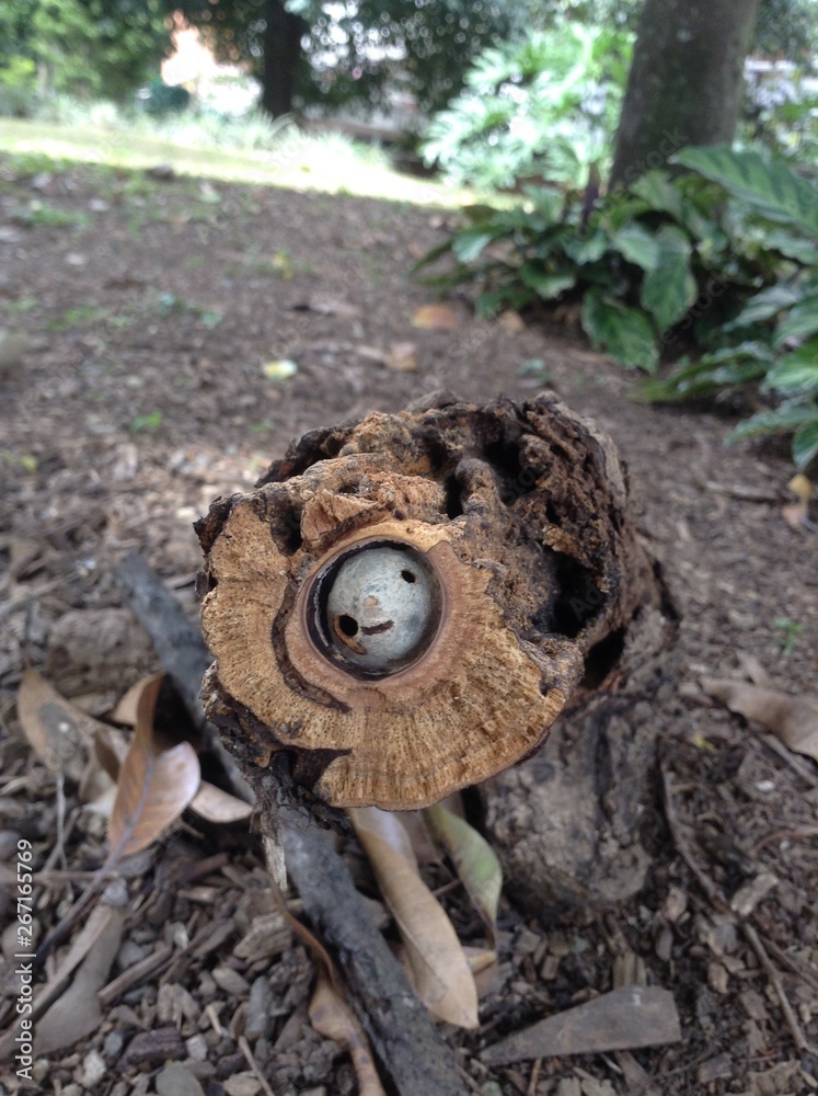 Fototapeta premium mundos ocultos