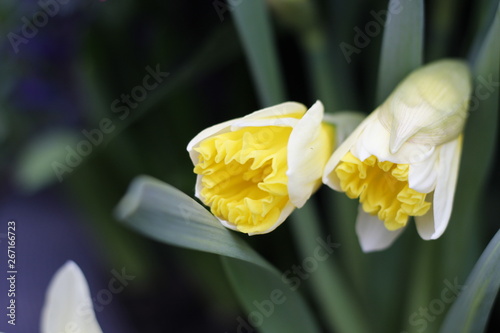 opening yellow and white flower blossom