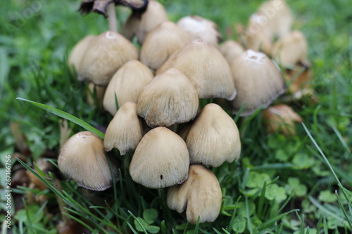 large group of mushrooms in the forest