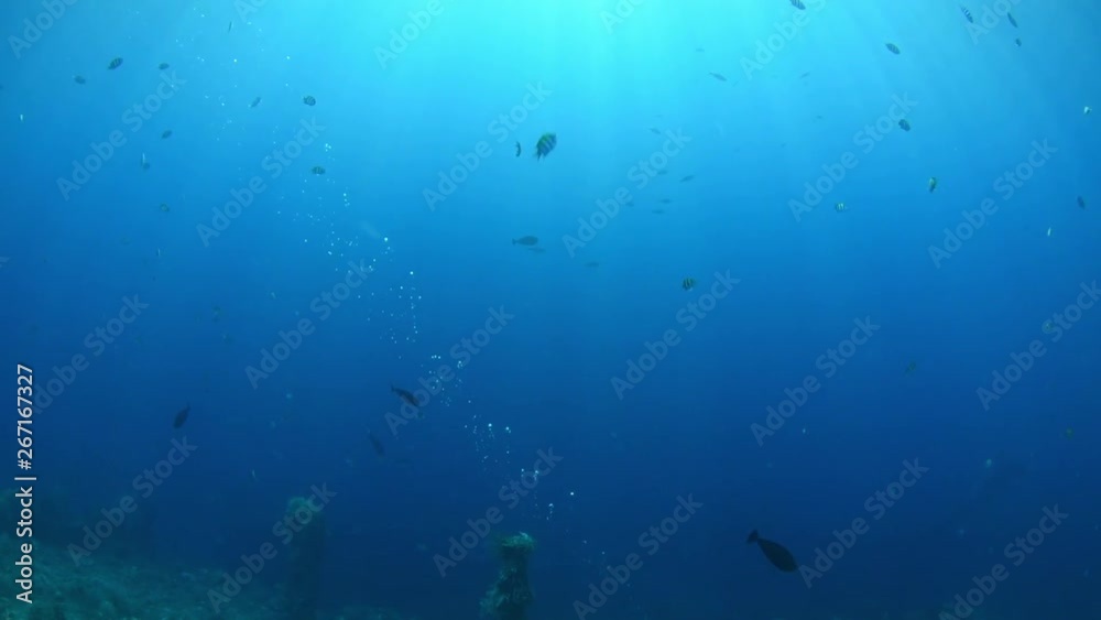 Liberty Shipwreck. Underwater world. Fish, coral reeff, blue ocean. Tulamben, Bali, Indonesia.