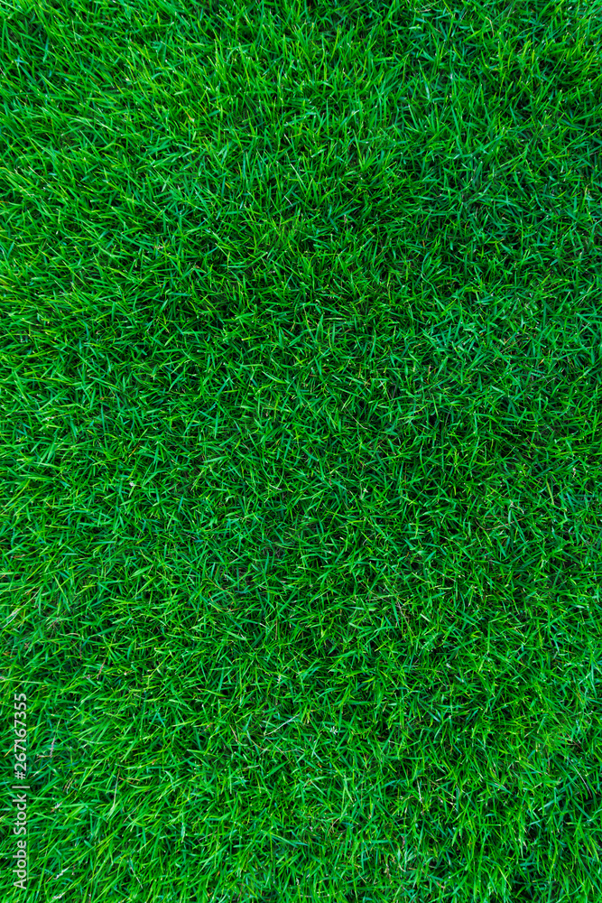 Green grass nature texture Green grass nature texture