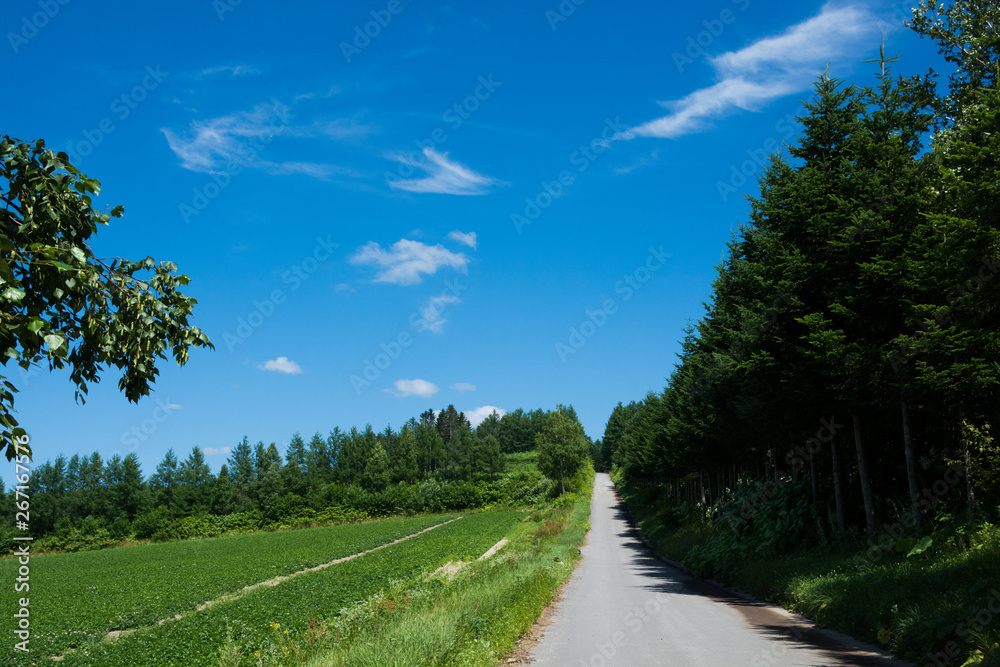 夏の青空と真っ直ぐな農村の道