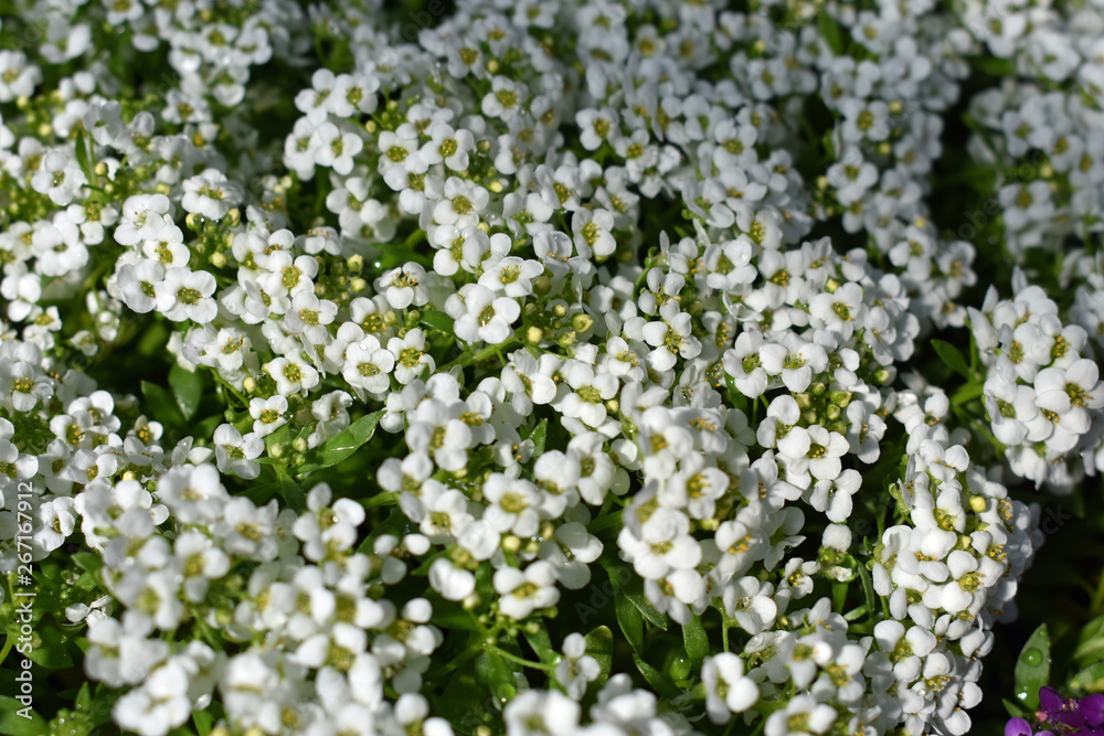 white flowers in the garden white flowers in the garden