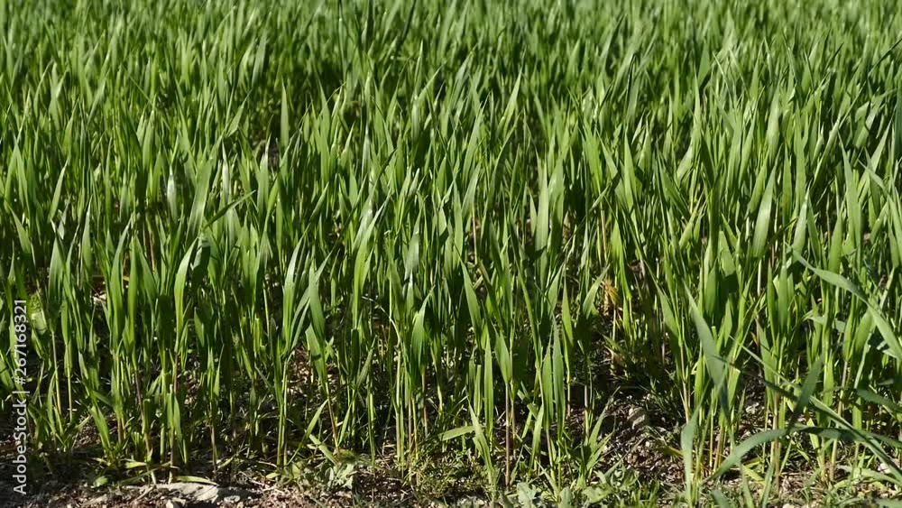 tiny green wheat fields wheat plant, tiny green wheat fields wheat plant,