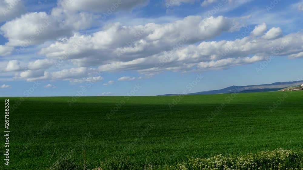 green wheat fields and city, wheat fields and nature in spring, green wheat fields and city, wheat fields and nature in spring,