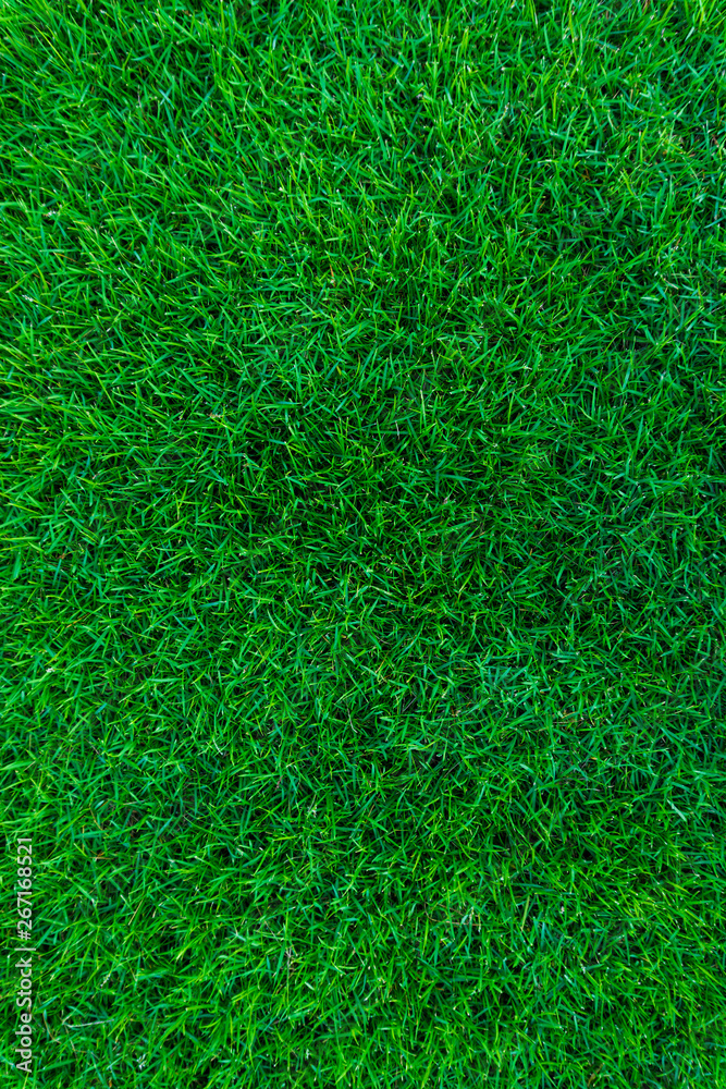 Green grass nature texture Green grass nature texture