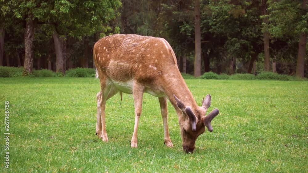 A herd of deer graze on a green lawn in a natural park A herd of deer graze on a green lawn in a natural park