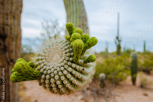 Saguaro bloom photo