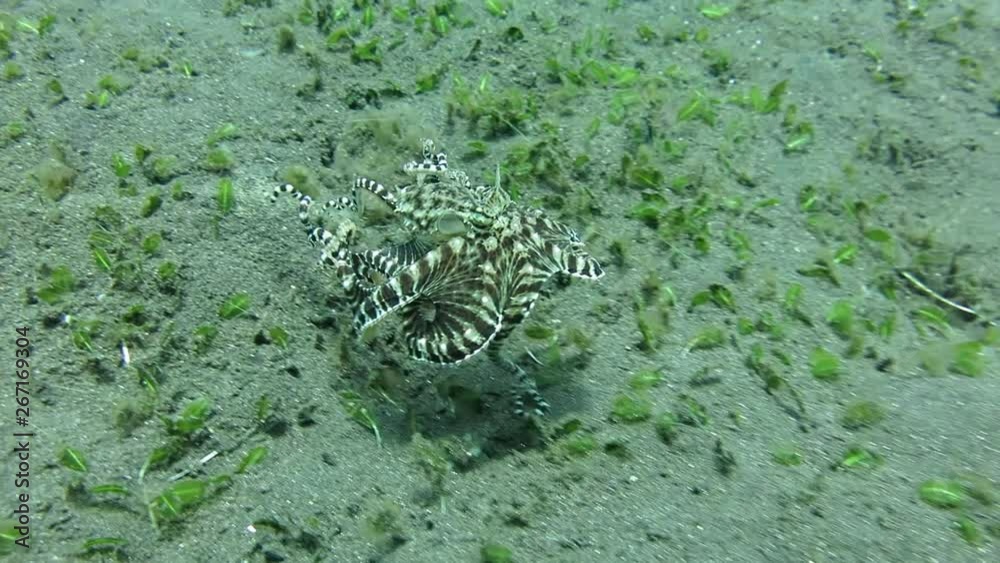 Incredible Underwater World - Mimic octopus - Thaumoctopus mimicus. Hunting. Tulamben, Bali, Indonesia. Incredible Underwater World - Mimic octopus - Thaumoctopus mimicus. Hunting. Tulamben, Bali, Indonesia.