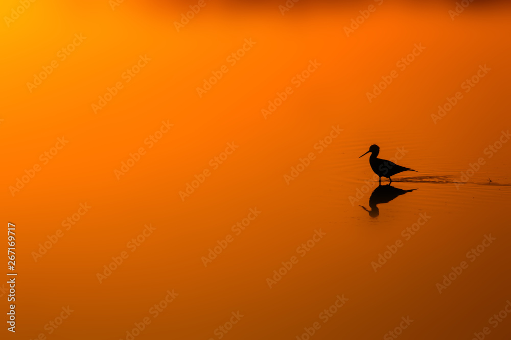 Sunset nature and bird. Sunset nature background. Common water bird: Black winged Stilt. Himantopus himantopus. Sunset nature and bird. Sunset nature background. Common water bird: Black winged Stilt. Himantopus himantopus.