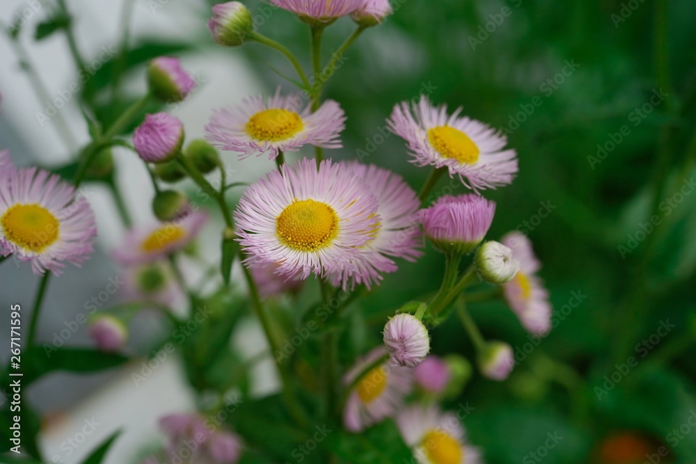 Wild daisy flowers, selective focus Wild daisy flowers, selective focus