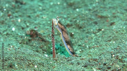 Nudibranch (sea slug) - Armina feeding on a sea pen. Underwater world. Tulamben, Bali, Indonesia.  photo