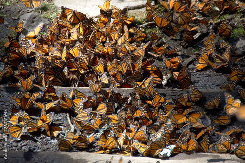 Monarch butterflies arriving at Michoacan, Mexico, after migrating from Canada. photo