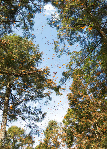 Monarch butterflies arriving at Michoacan, Mexico, after migrating from Canada.