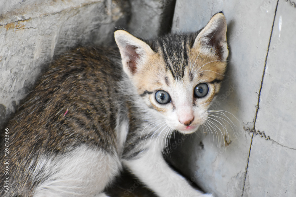 a cute newborn kitten