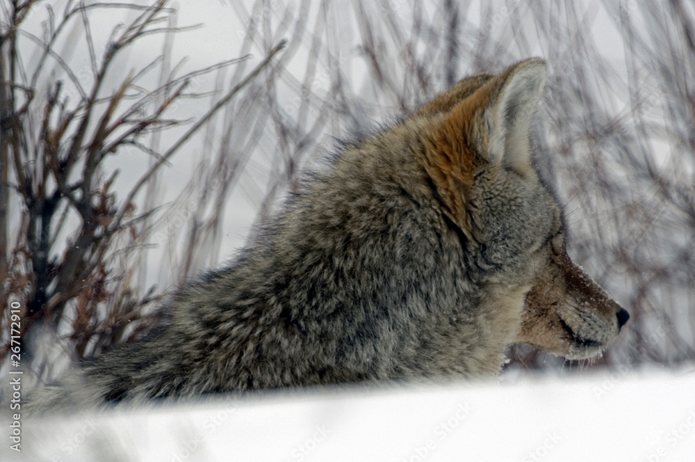 Obraz premium Coyote