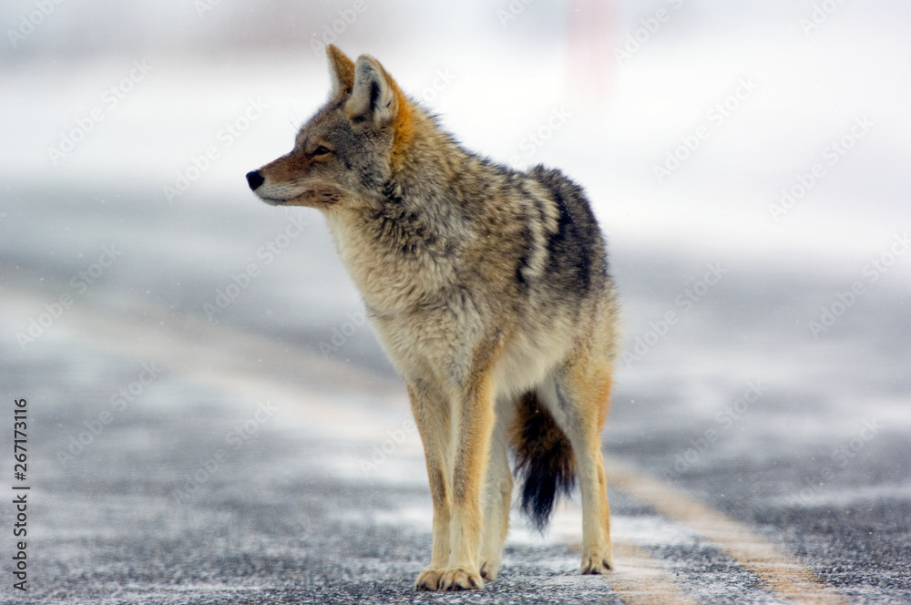 Obraz premium Coyote