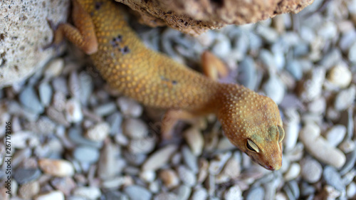 A gekko or gecko in Palawan Butterfly Ecological Garden and Tribal Village