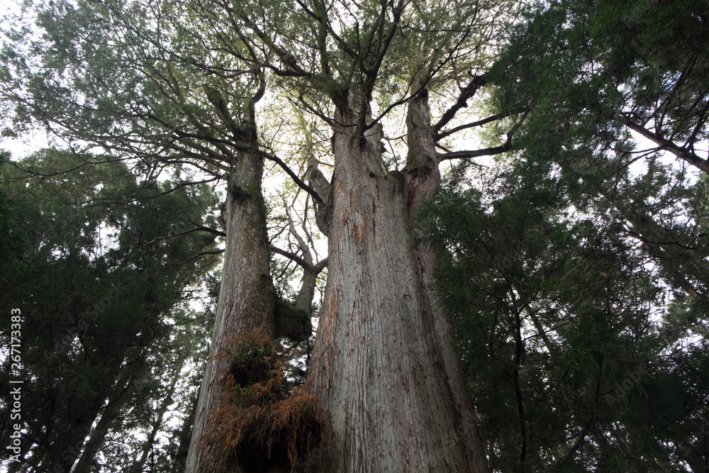 Obraz premium Old forest trees woods spruce spruces moss trunks, Taiwan