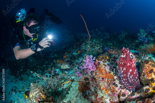 SCUBA diving photographing a large Octopus on a tropical coral reef