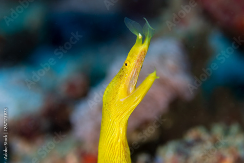 Colorful Yellow Ribbon Eel on a tropical coral reef
